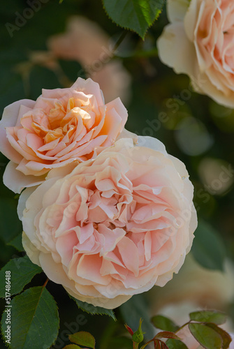 Apricot roses in full bloom with blurry background