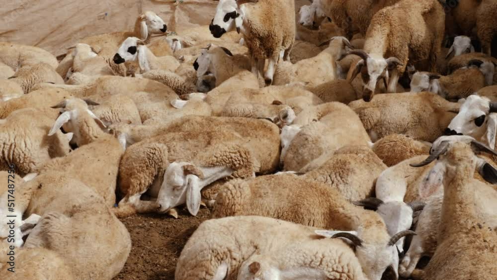 Sardi sheep wait peacefully to be sold at the animal market in Guelmim, South Morocco. Sold for the annual festival of eid al-Adha. 4k animal background footage. Sardi sheep wait peacefully to be sold at the animal market in Guelmim, South Morocco. Sold for the annual festival of eid al-Adha. 4k animal background footage.