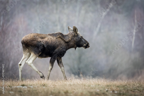 elk in national park