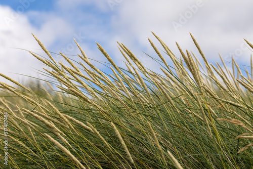 grass against sky