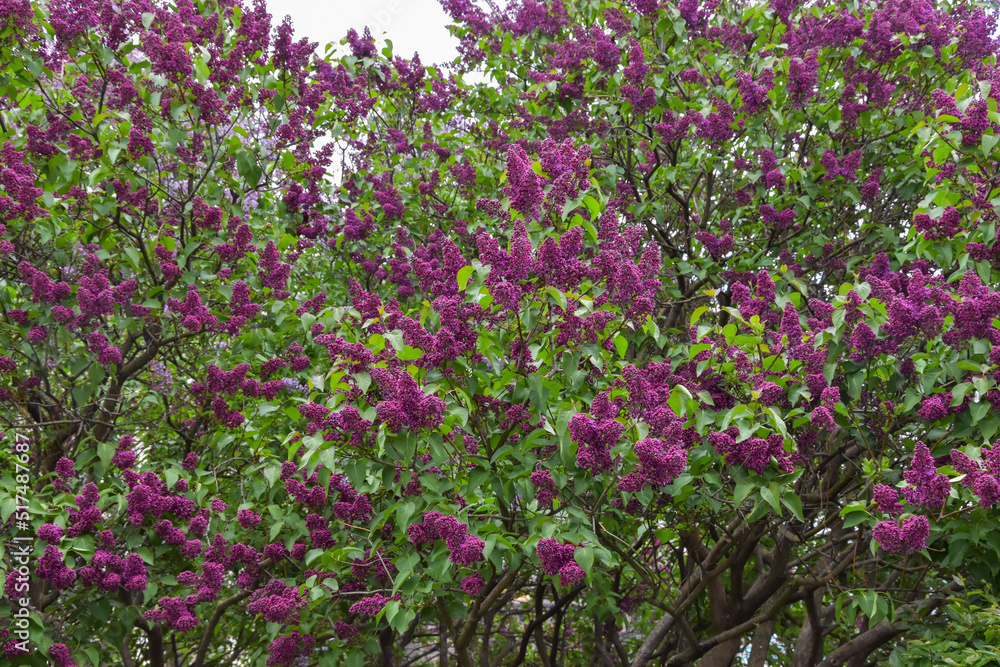 Branches of a flowering lilac bush with purple flowers. Lilac bush. Green branch with spring lilac flowers.