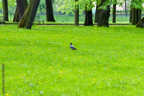 A crow walks on the grass in the park. City bird walks on the lawn. The concept of people and animals. Birds - pests or helpers. black and gray raven.