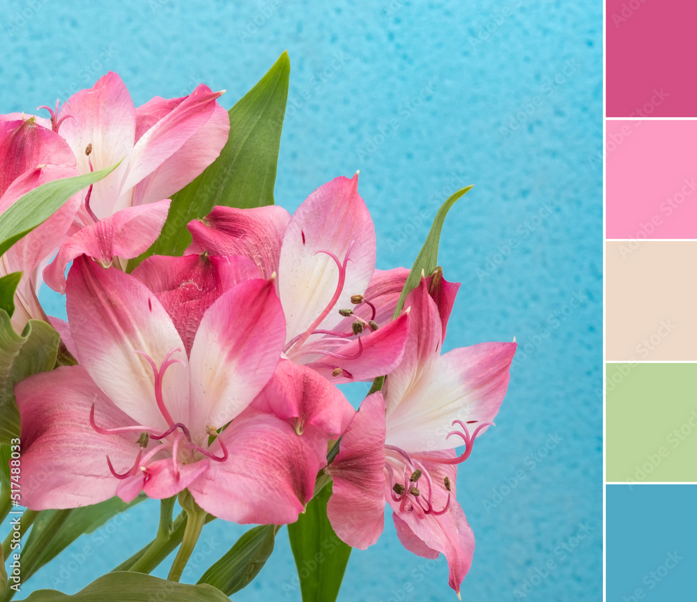 Lili Color Color palette swatches of beautiful fresh pink blossom of lilium lily ...