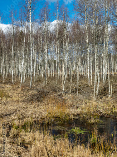 withered birch trunks in swampy water,