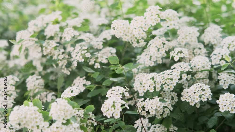 Branches of bushes are covered with flowers, spring park. Forest background of flowers and grass
Branches of bushes are covered with flowers, spring park. Forest background of flowers and grass