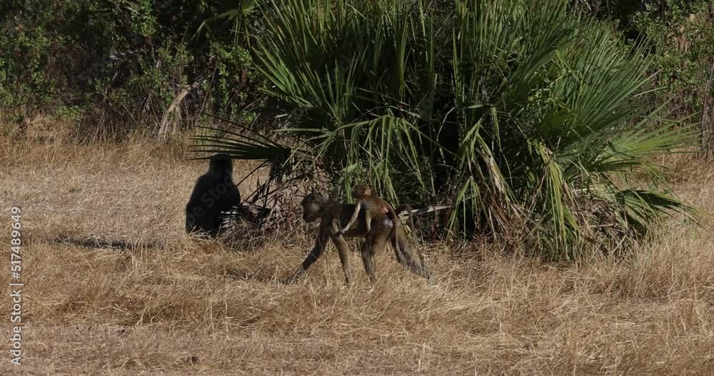 Yellow Baboon troop in natural protected habitat in southern Tanzania Yellow Baboon troop in natural protected habitat in southern Tanzania