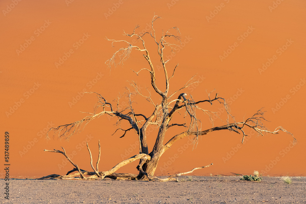 Namibia, the Namib desert, an acacia tree in the dune Namibia, the Namib desert, an acacia tree in the dune