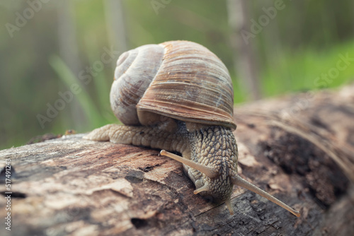 A closeup shot of a snail on a wood against a blurred background by summer day