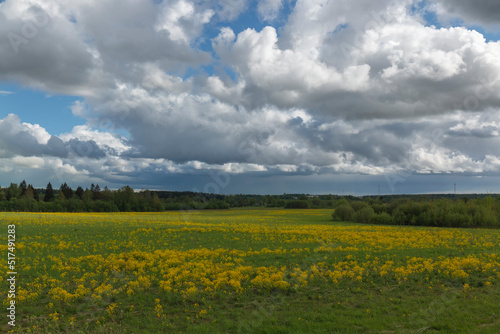 A rapeseed field in front of a forest against the sky by summer day