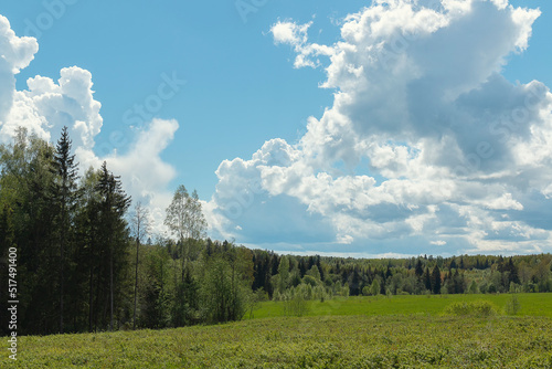 A rapeseed field in front of cumulus clouds above a forest against the sky by summer day