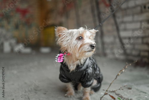 Beautiful thoroughbred Yorkshire terrier on a walk in clothes in autumn. © shymar27