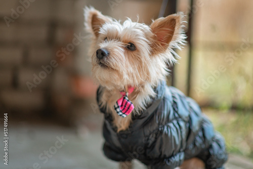 Beautiful thoroughbred Yorkshire terrier on a walk in clothes in autumn. © shymar27