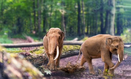 Two Asian elephant Elephas maximus with full grown tusk, also called Asiatic elephant in the forest, living species of the genus Elephas and is distributed throughout the Indian subcontinent photo