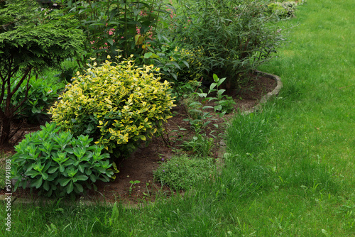 Billede på lærred Beautiful flowerbed with different plants outdoors