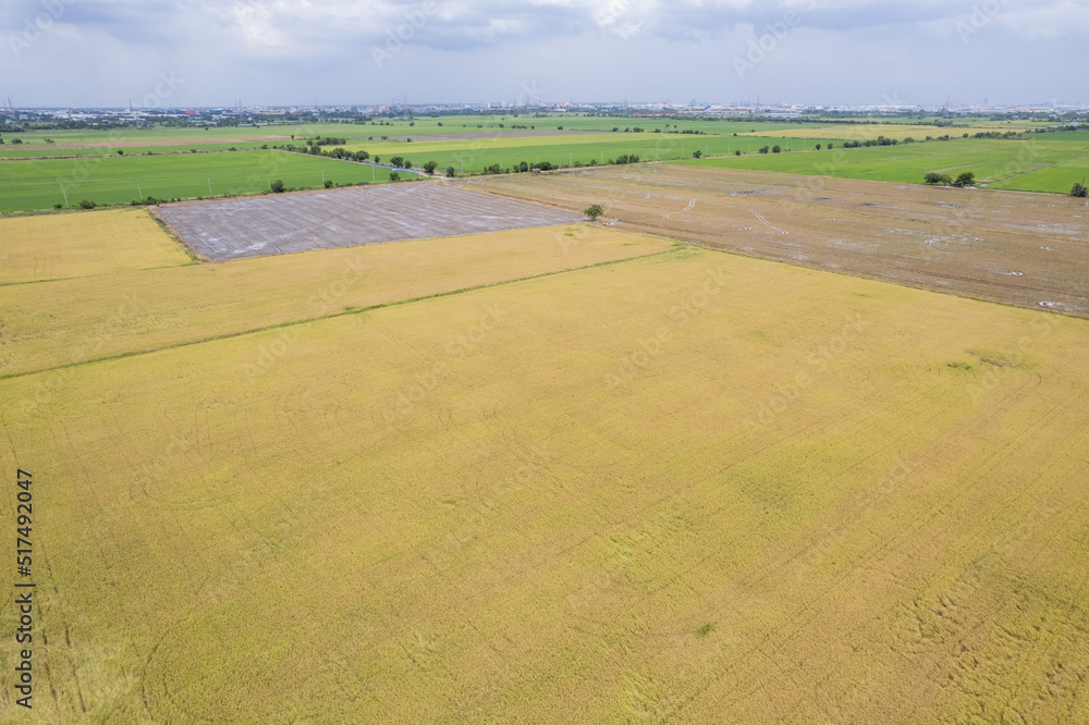 Naklejka premium aerial view from flying drone of Field rice with landscape green pattern nature background, top view field rice