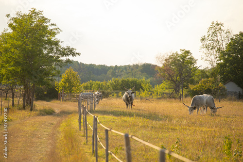 hungarian grey cattle © ctvvelve