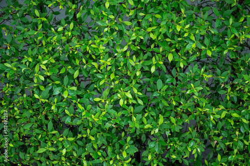 Wallpaper Mural green leaves natural background wallpaper, texture of leaf, leaves with space for text Torontodigital.ca