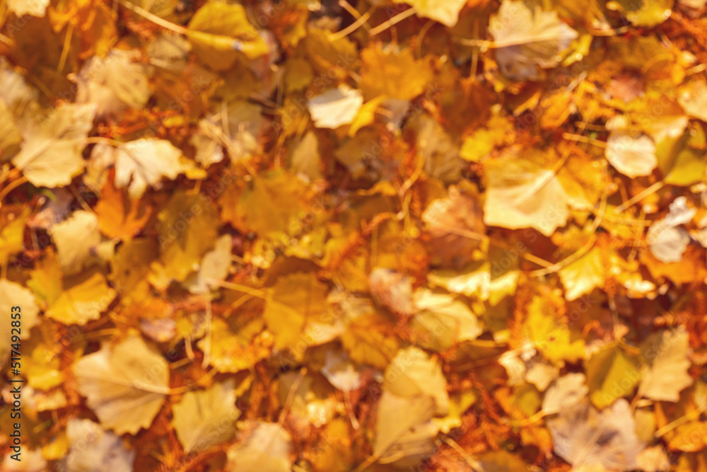 Blurred texture of scattered colorful red, orange and yellow fall leaves background. Colors of gold autumn. Seasonal decoration concept backdrop