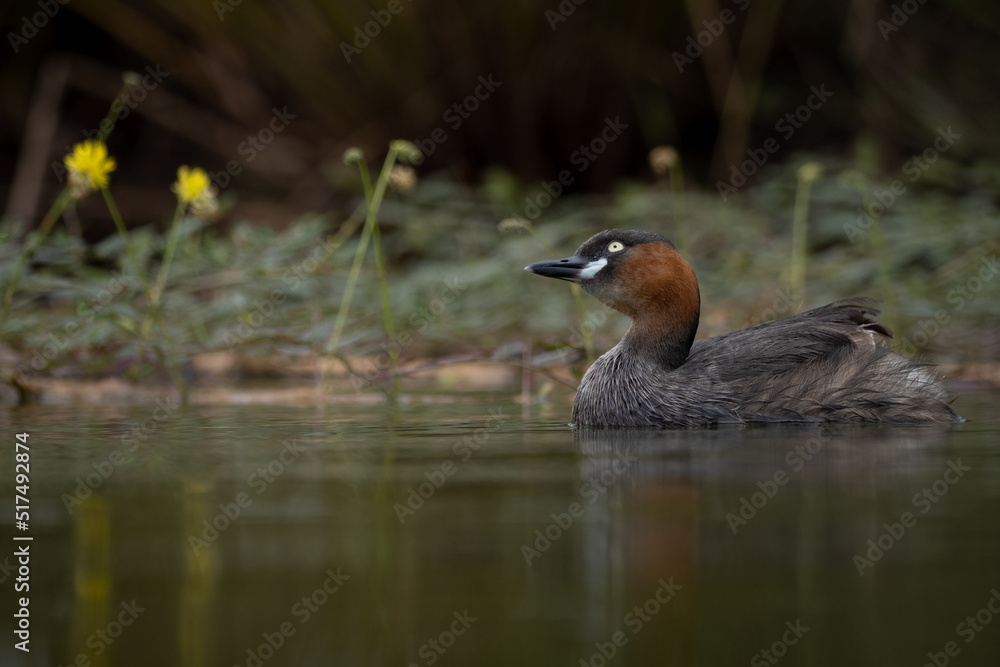 The little grebe, also known as dabchick, is a member of the grebe family of water birds The little grebe, also known as dabchick, is a member of the grebe family of water birds