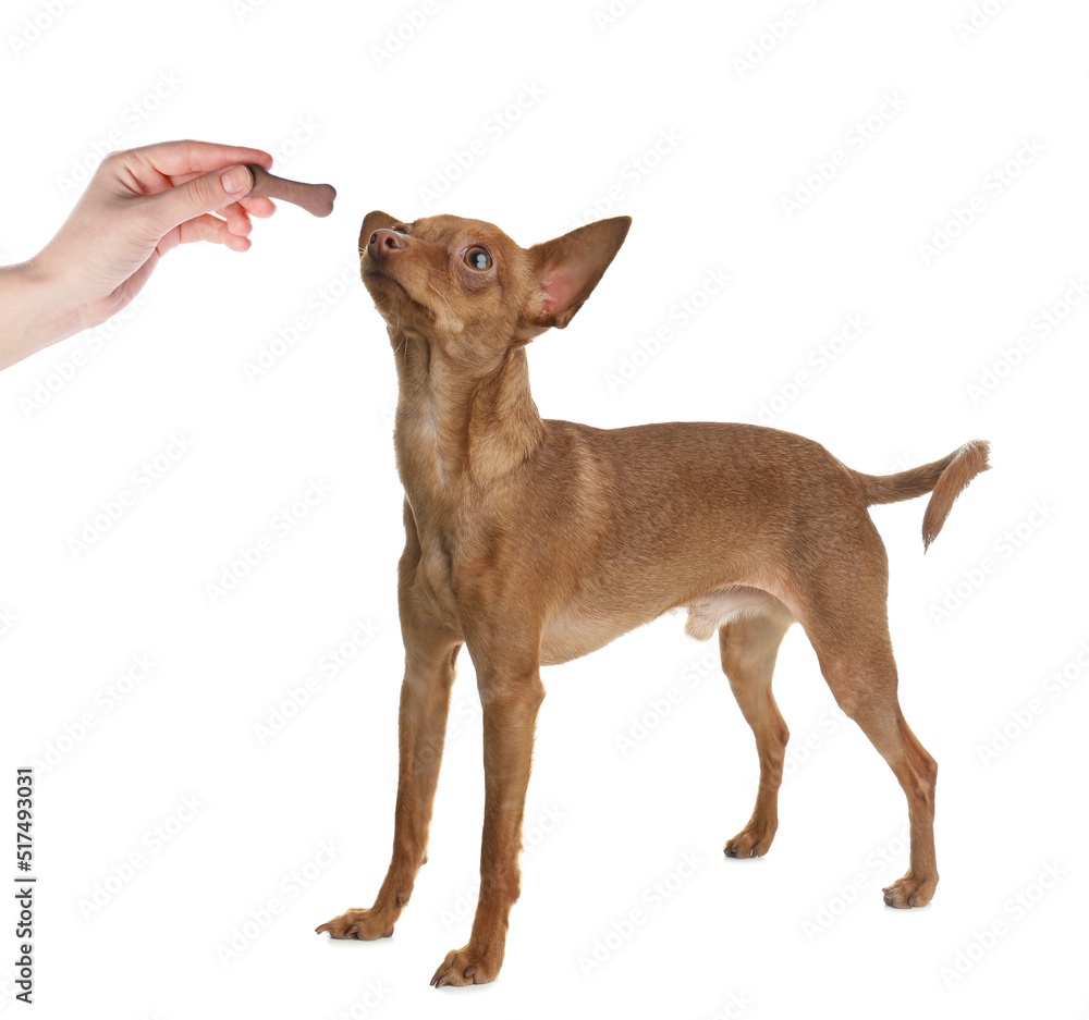 Woman giving tasty bone shaped cookie to her dog on white background, closeup