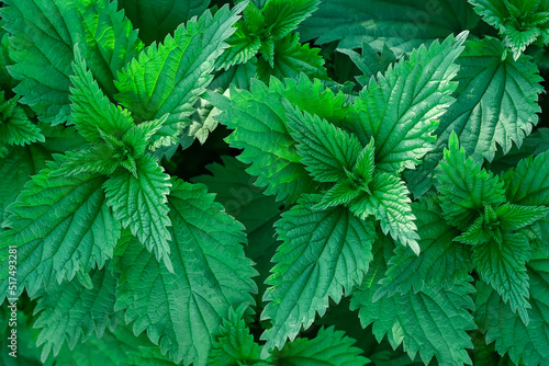 Photo of a plant nettle. Nettle with fluffy green leaves. Background Plant nettle grows in the ground. Nettle on a natural background.