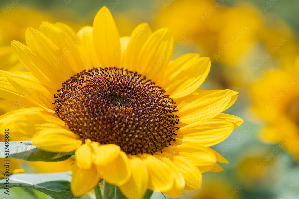 Beautiful yellow sunflowers blowing in wind in summer, Flower or flora background Beautiful yellow sunflowers blowing in wind in summer, Flower or flora background