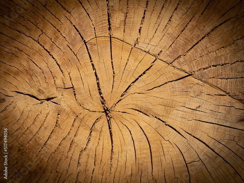 big old oak tree trunk - wood texture