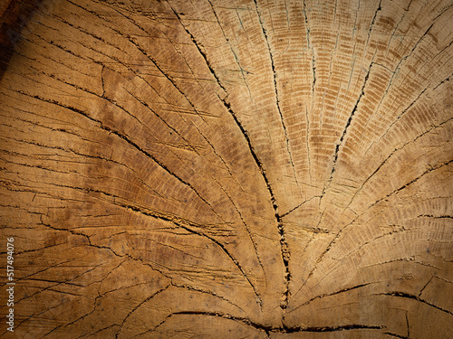 big old oak tree trunk - wood texture photo