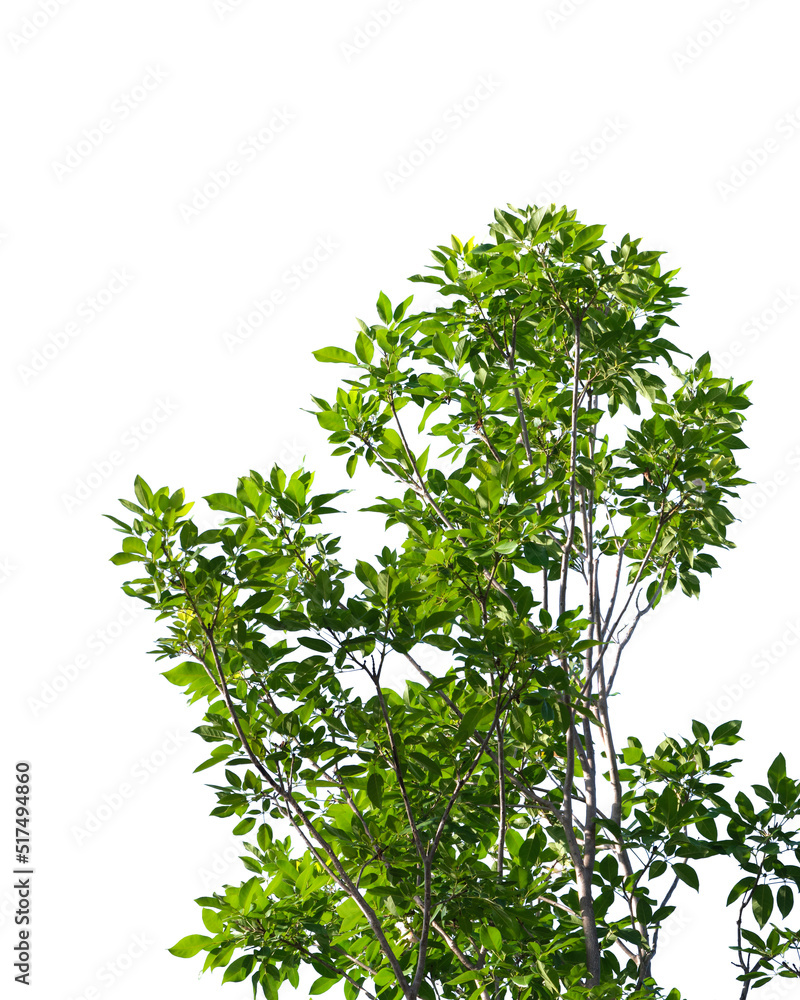 green tree branch isolated on white background green tree branch isolated on white background