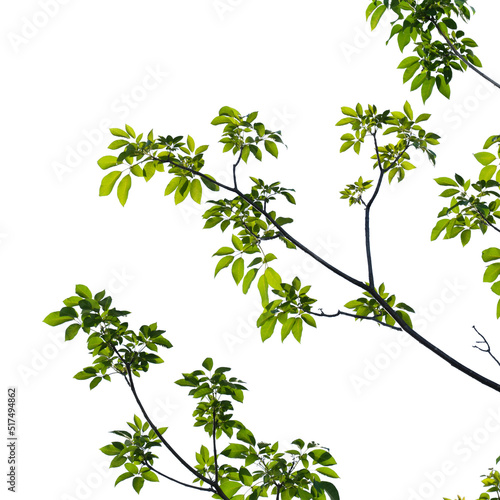 green tree branch isolated on white background