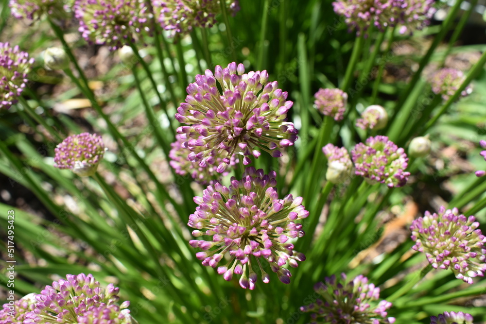 flowers in the garden flowers in the garden