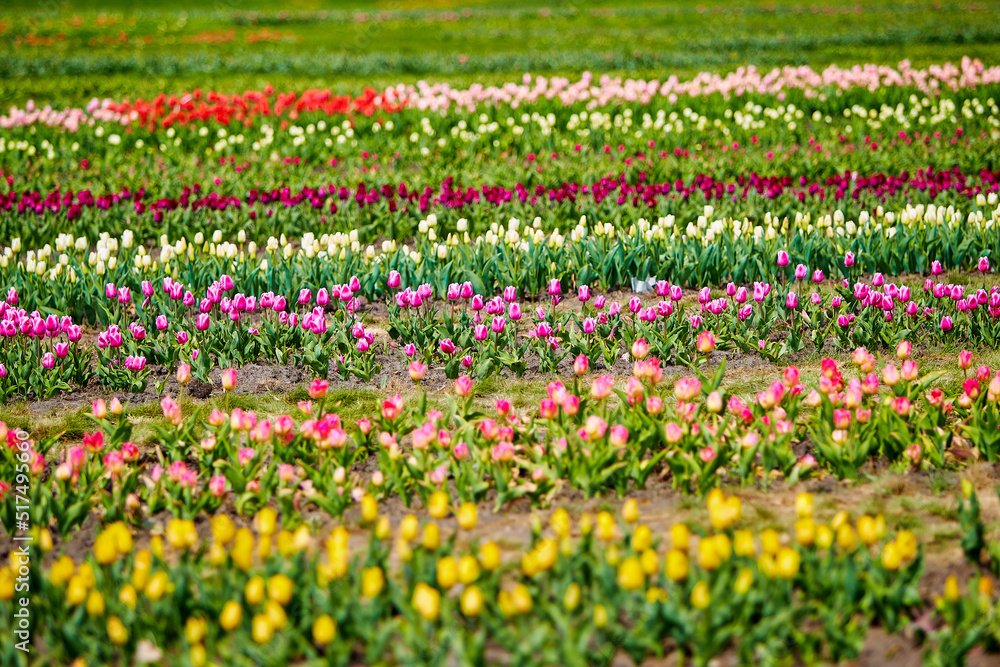 spring field of tulips