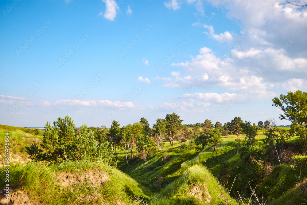 Obraz premium spring field with trees