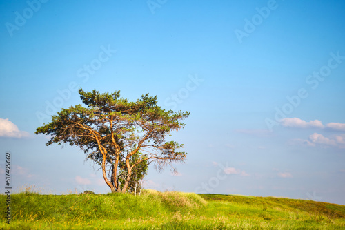 spring field with trees