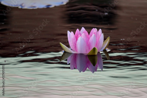 pink water lily on the pond surface closeup - beautiful nature wallpaper