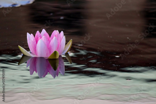 pink water lily on the pond surface closeup - beautiful nature wallpaper