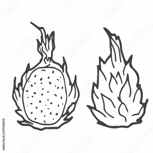 Doodle ripe dragon fruit. Outline pitahaya isolated on white background. Hand-drawn line Pitaya fruit. Symbol of summer, healthy raw food, exotic food. Fresh cute tropical print. Vector illustration