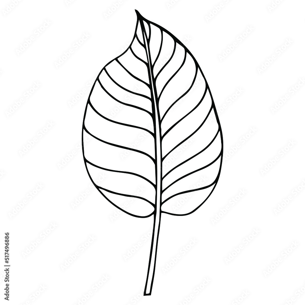 Tropical palm leave in sketch style, isolated vector illustration. Leave of palm tree in linear doodle style. Botanical minimalist print of exotic leave, sketch design. Tropical palm leave in sketch style, isolated vector illustration. Leave of palm tree in linear doodle style. Botanical minimalist print of exotic leave, sketch design.