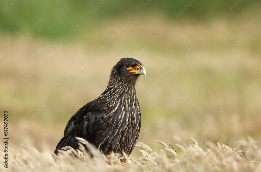 Close-up of Striated Caracara against yellow background Close-up of Striated Caracara against yellow background