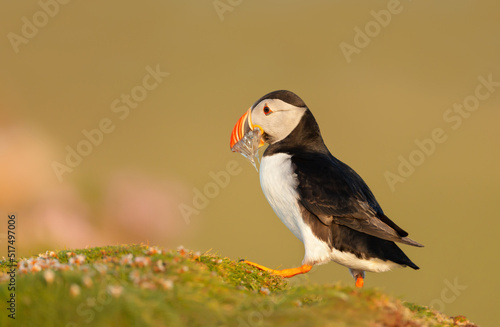 Atlantic puffin with sand eels in the beak on a coastal area of Scotland © giedriius