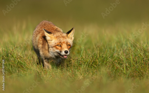 Close up of a red fox on green grass in summer © giedriius