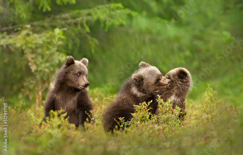 Close up of playful European brown bear cubs in the forest