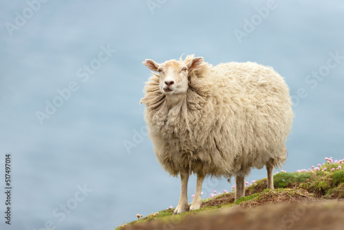 Shetland sheep standing on a coastal area of the Shetland Islands