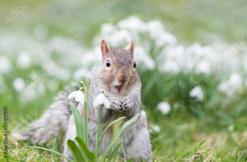 Photography Close-up of a Grey Squirrel eating nut in snowdrops