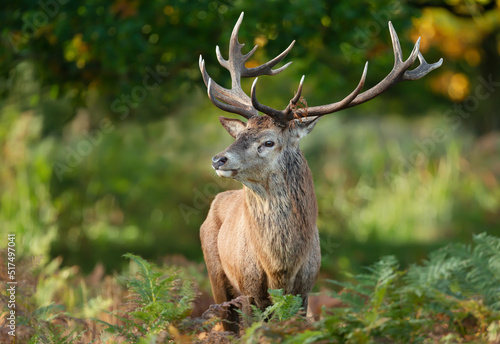 Close up of a red deer stag in autumn