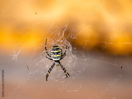 Wespenspinne im Netz vor Bienenbeute photo