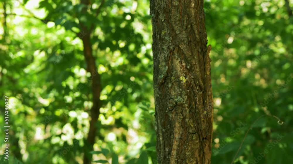 tree trunk with textured bark growing in the forest tree trunk with textured bark growing in the forest