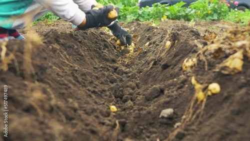 a person who collects potatoes in the garden