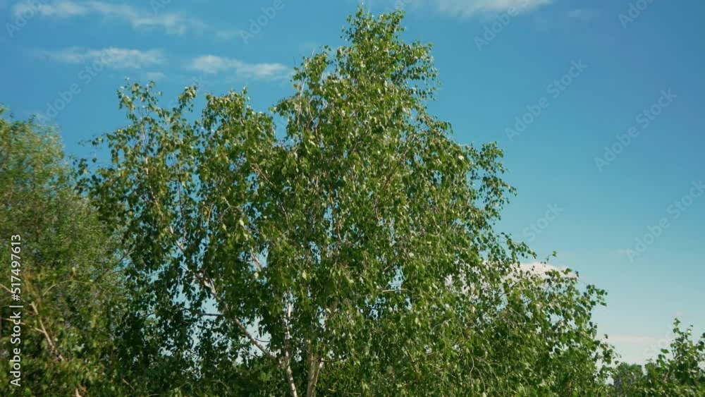 the wind sways the birch branches against the background of the blue sky the wind sways the birch branches against the background of the blue sky