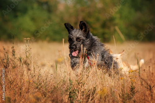 Fototapeta Naklejka Na Ścianę i Meble -  Lovely mixbreed dog portrait walking with a pet in nature
